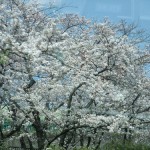 大阪の車窓から見た桜。